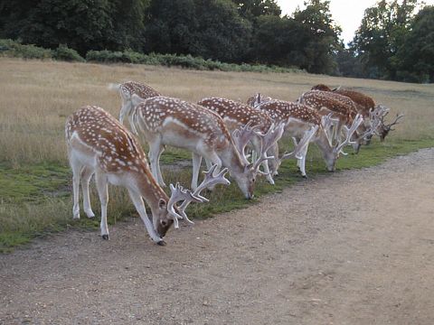 Fallow deer chorus line