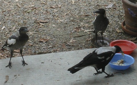 Magpies eating cat food