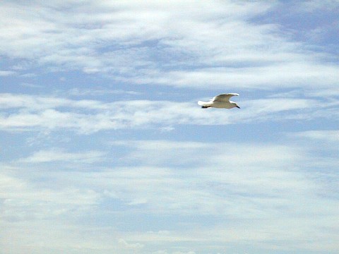 Gull