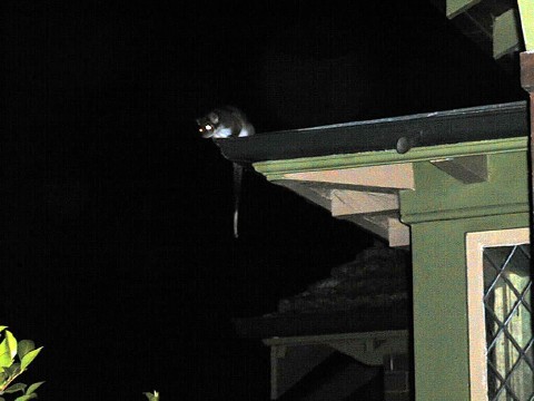 Possum