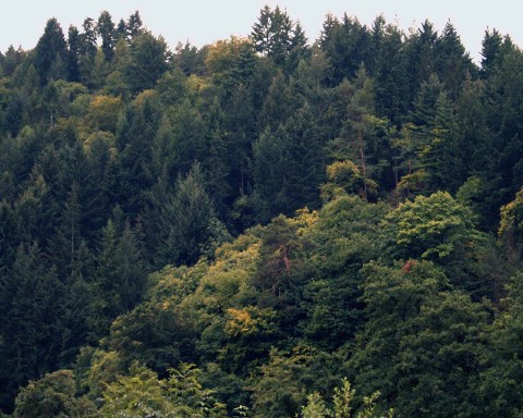 The forest