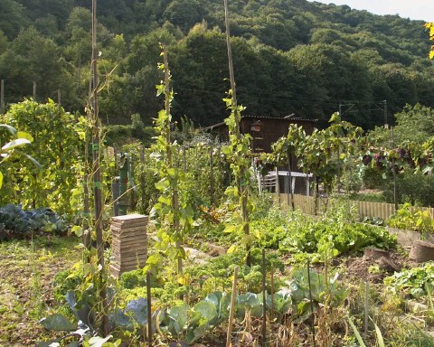 Allotment