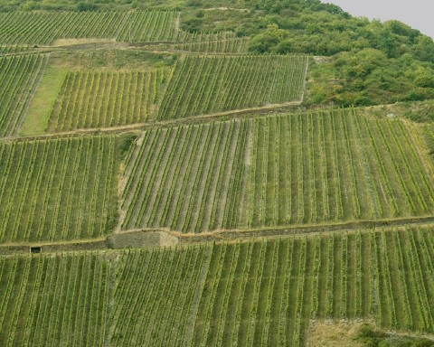 Vineyards