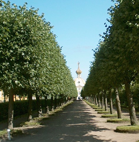 Avenue