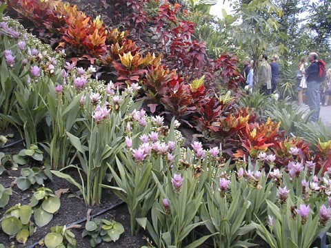 Colours