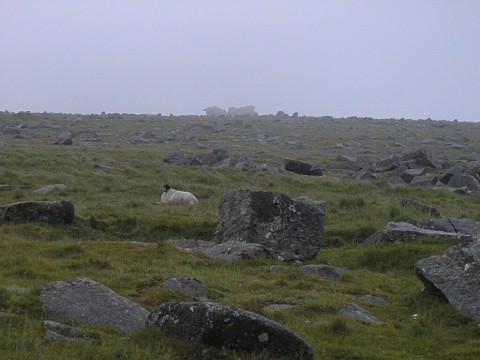 Sheep on Dartmoor