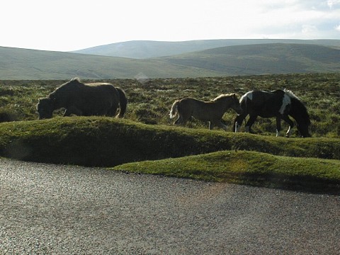 Wild horses on Dartmoor