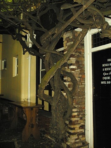 200 year old wisteria, Exeter