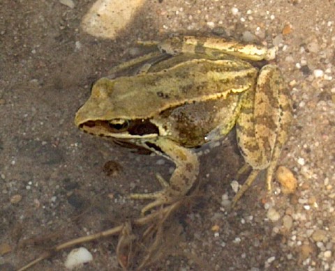 Frog