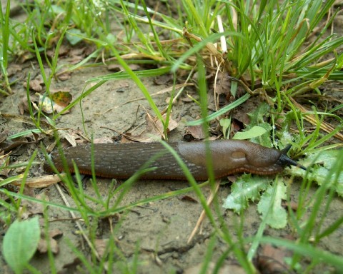 Slug
