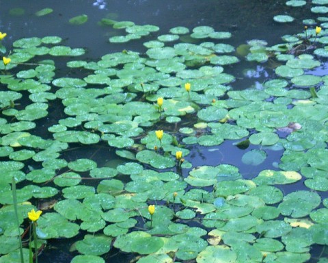 Lily pond