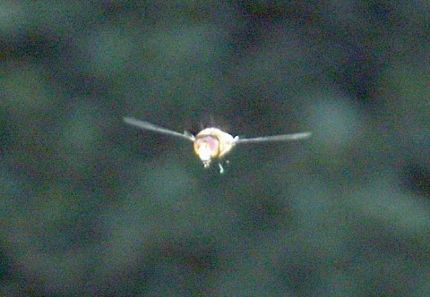 Hoverfly