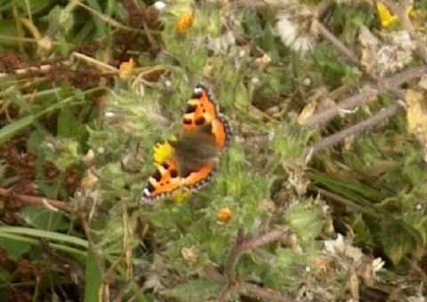 Butterfly