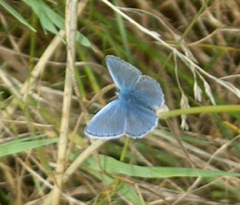 Small blue butterfly