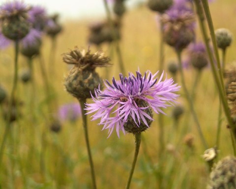 Flowerscape