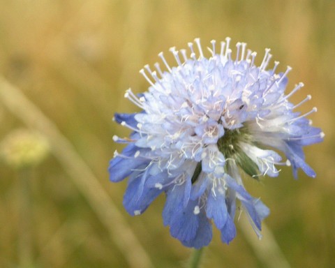 Blue flower