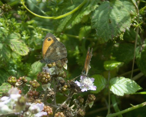 Two butterflies