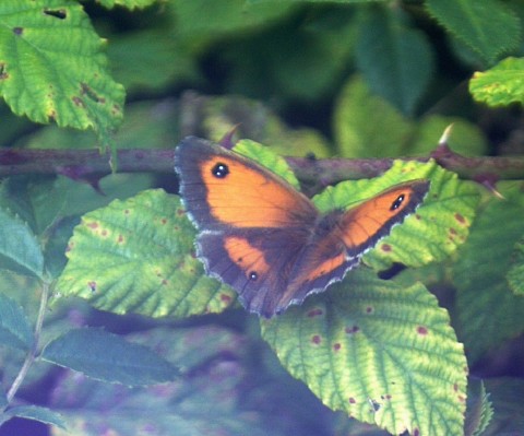 Butterfly