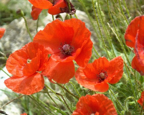 Poppies