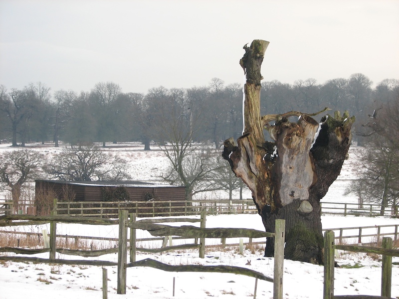 Richmond Park