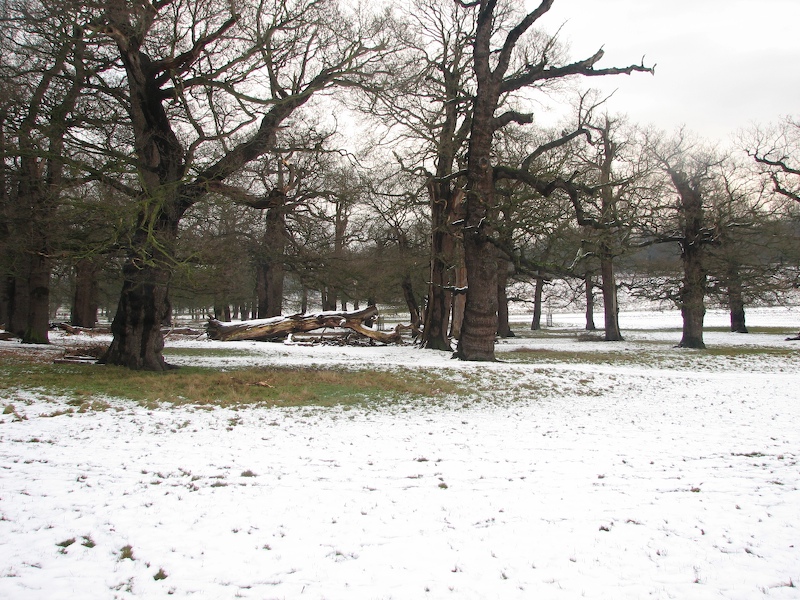 Richmond Park