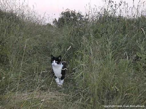 Random Cat