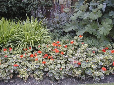 English people love geraniums!