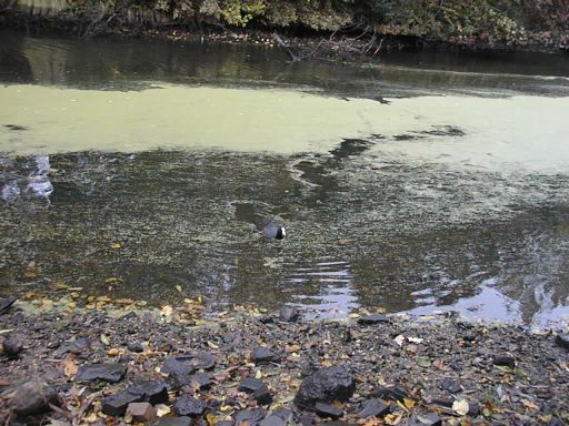 Moorhen