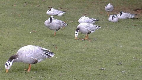 More waterfowl