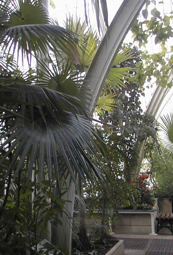 Arch in the Palm House