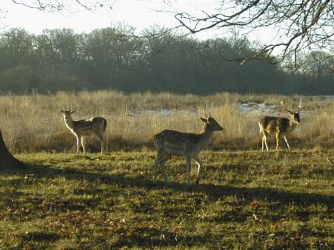 Snow and Deer in Richmond park