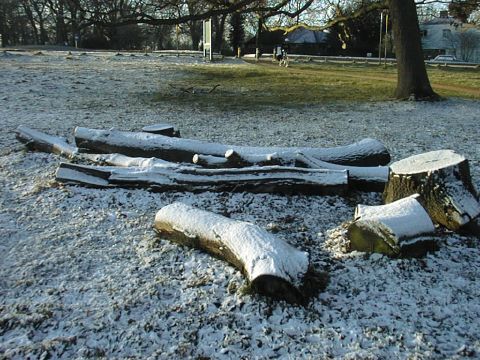 Snow and Deer in Richmond park