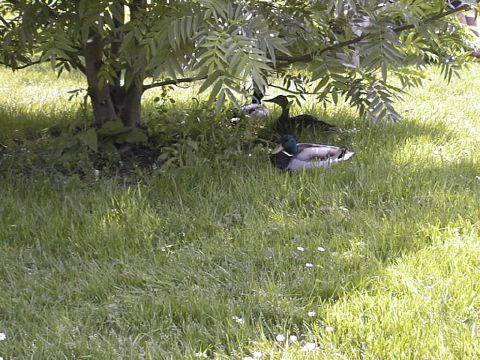 Ducks  . . . .