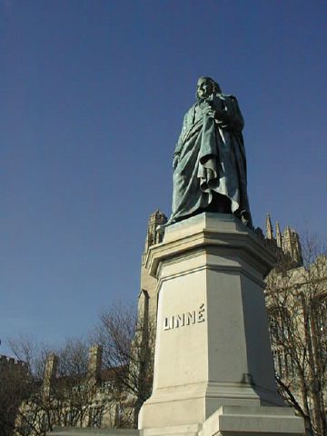 Linne