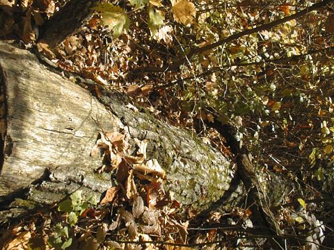 Appalachian Trail