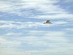 Gull