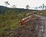 Clear Felling