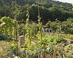 Allotment