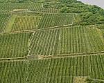 Vineyards