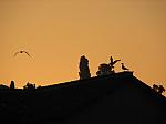 IMG_8688