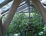 Greenhouse interior