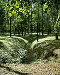 Woodland