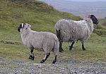 Sheep on Dartmoor