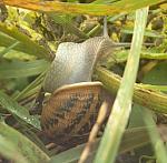 Snail