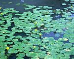 Lily pond