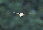 Hoverfly