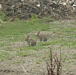 Bunnies