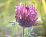 Grass flower