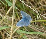 Small blue butterfly