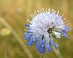 Blue flower